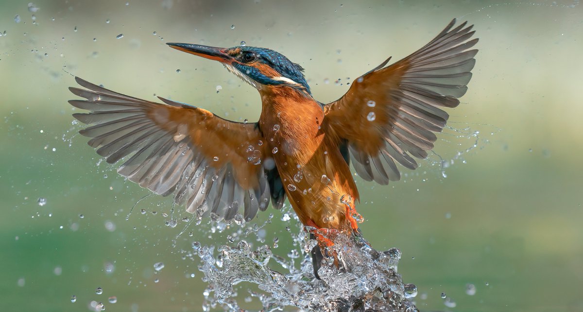 DaveSpherical's tweet photo. My top 3 #kingfisher images ever taken.
The female Kingfisher, a favourite bird to photograph. Power, colours, speed and the challenge. 
#kingfisher #TwitterNaturePhotography #TwitterNatureCommunity #birds #bird #birdphotography #nature #wildlife #sonyalpha @SonyUK #lincolnshire https://t.co/239xzfdNJh