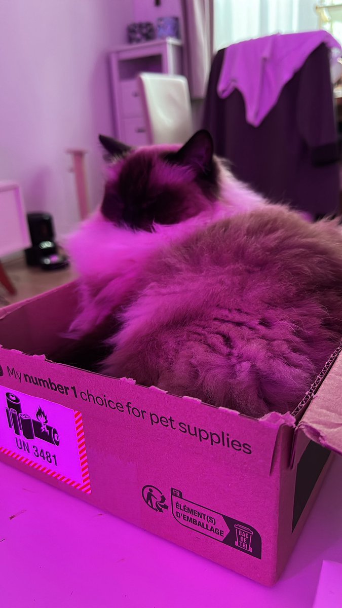 br0k3up's tweet photo. A paz que busco por toda minha vida,  a Jackie encontra facilmente numa caixa de papelão nova https://t.co/qfcUMjUStK