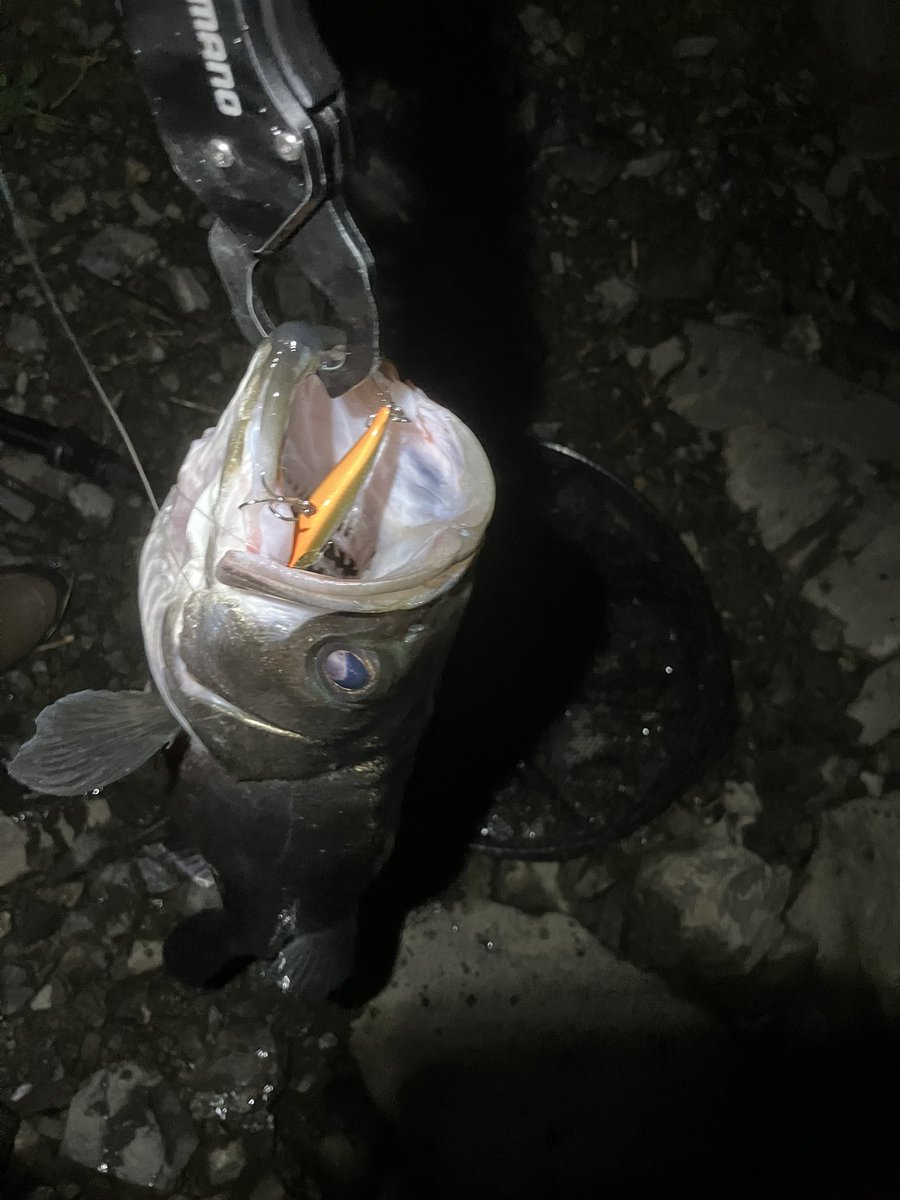 blackcat6chalk's tweet photo. 黙って隣に入ってきた輩に見せ付けるように良い魚を釣り上げウルトラスマイルなご挨拶をして勝ち逃げする瞬間が最も生を実感する。 https://t.co/Y3ytLSVLQS