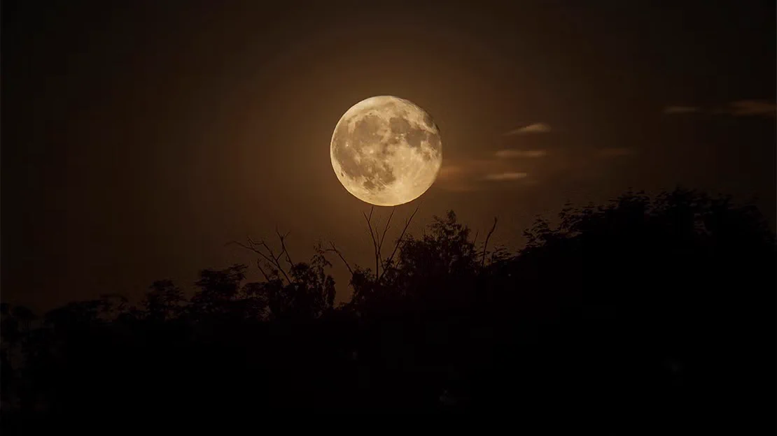 Full moon rising over silhouetted trees at night