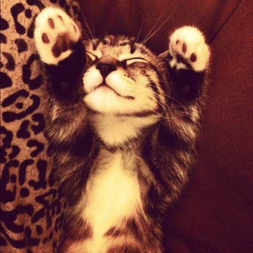 Junezbuggz's tweet photo. ᓚᘏᗢ cat themed dessert poll ᓚᘏᗢ
#edrtwt #foodpoll #edtwt #dessertpoll https://t.co/CqyAS9F9Ut