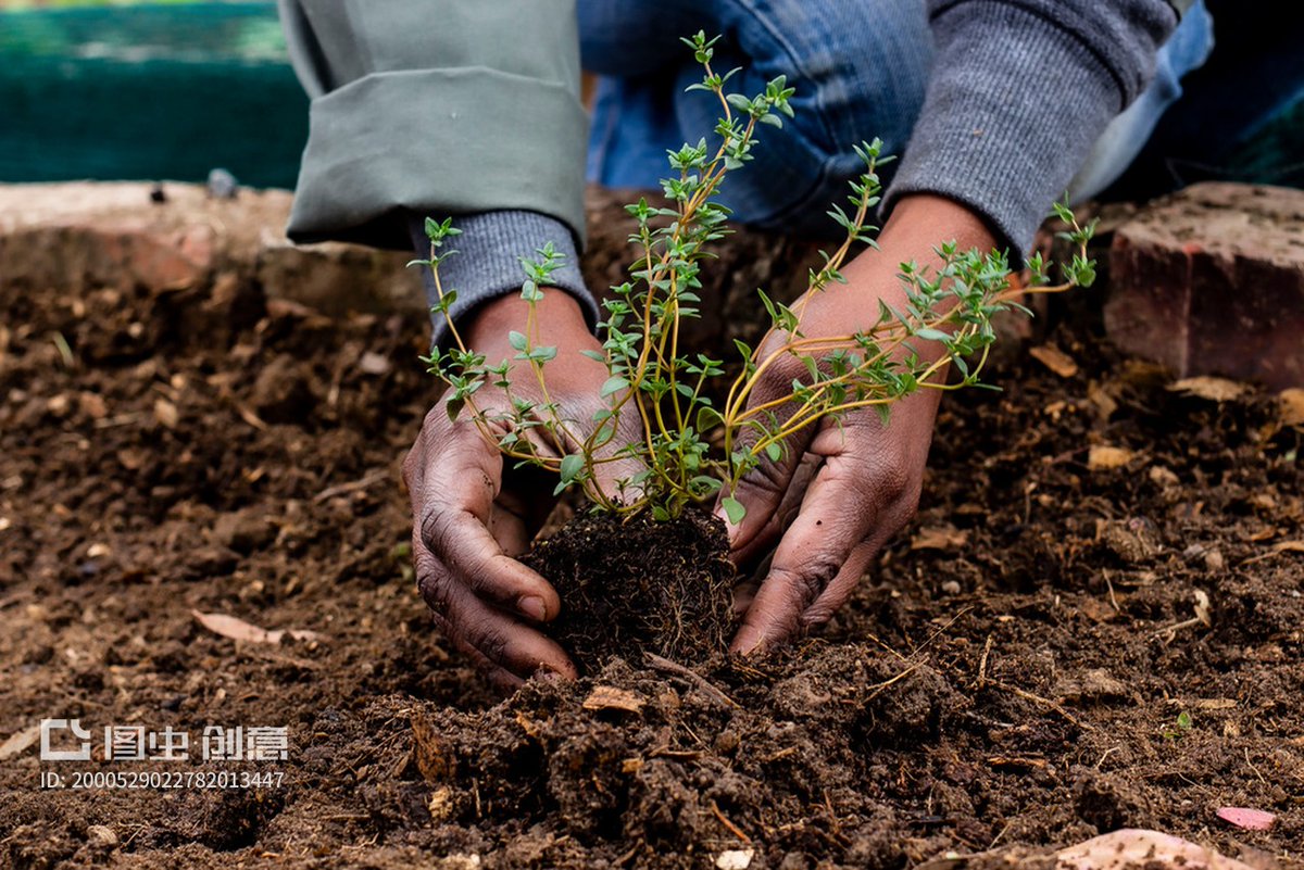 Matiull49310100's tweet photo. Growth hits when you stop chasing others’ paths and start tending to your own seeds—slow, unglamorous, but yours.， https://t.co/rEF5VYPmmK
