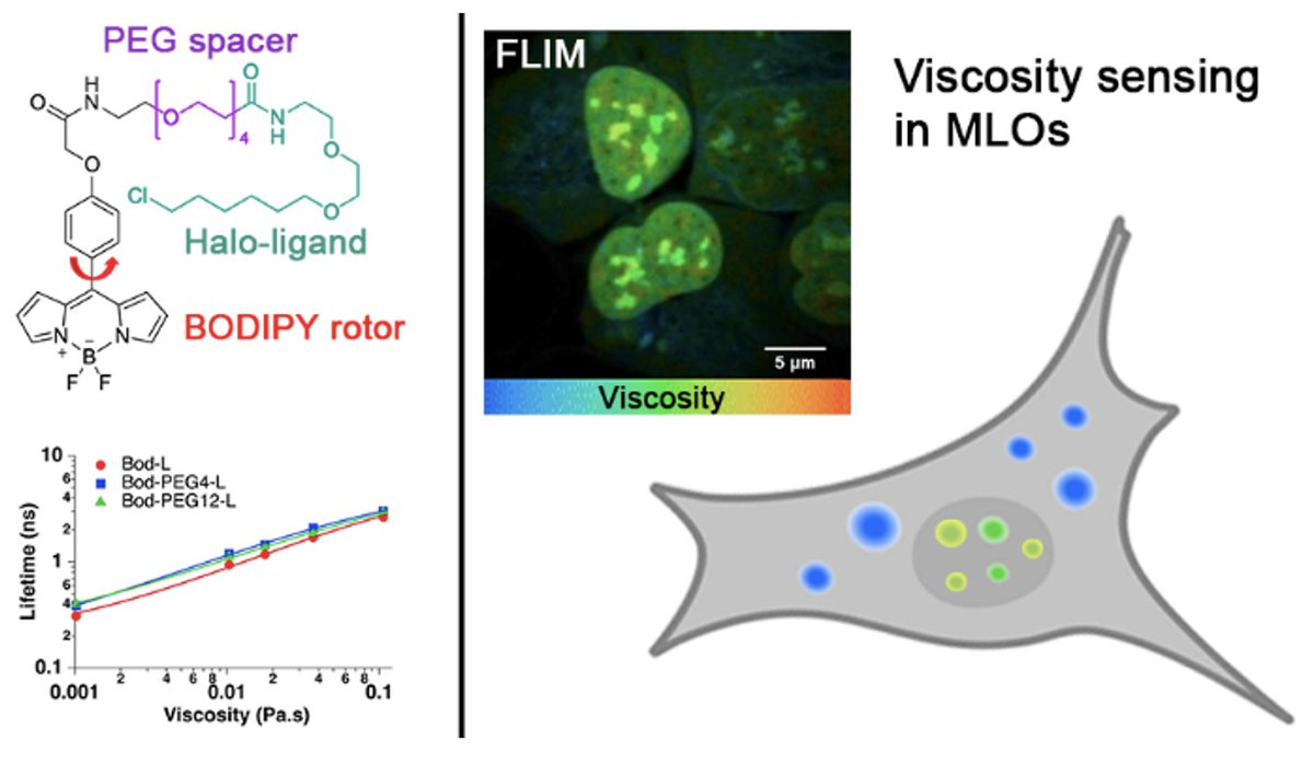 Mayeul_Collot's tweet photo. How viscous are biomolecular condensates inside living cells? 🔬

Our new work combines BODIPY molecular rotors + FLIM to directly map microviscosity in membraneless organelles.

Great collaboration!

https://t.co/DoxDNZN39m https://t.co/IP8qGFvqa9