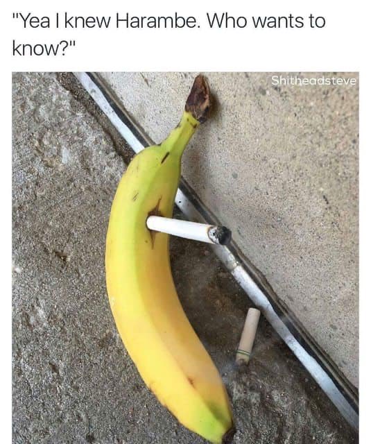 ripharambe_sol's tweet photo. @Raydium https://t.co/sYWzT7wxNG