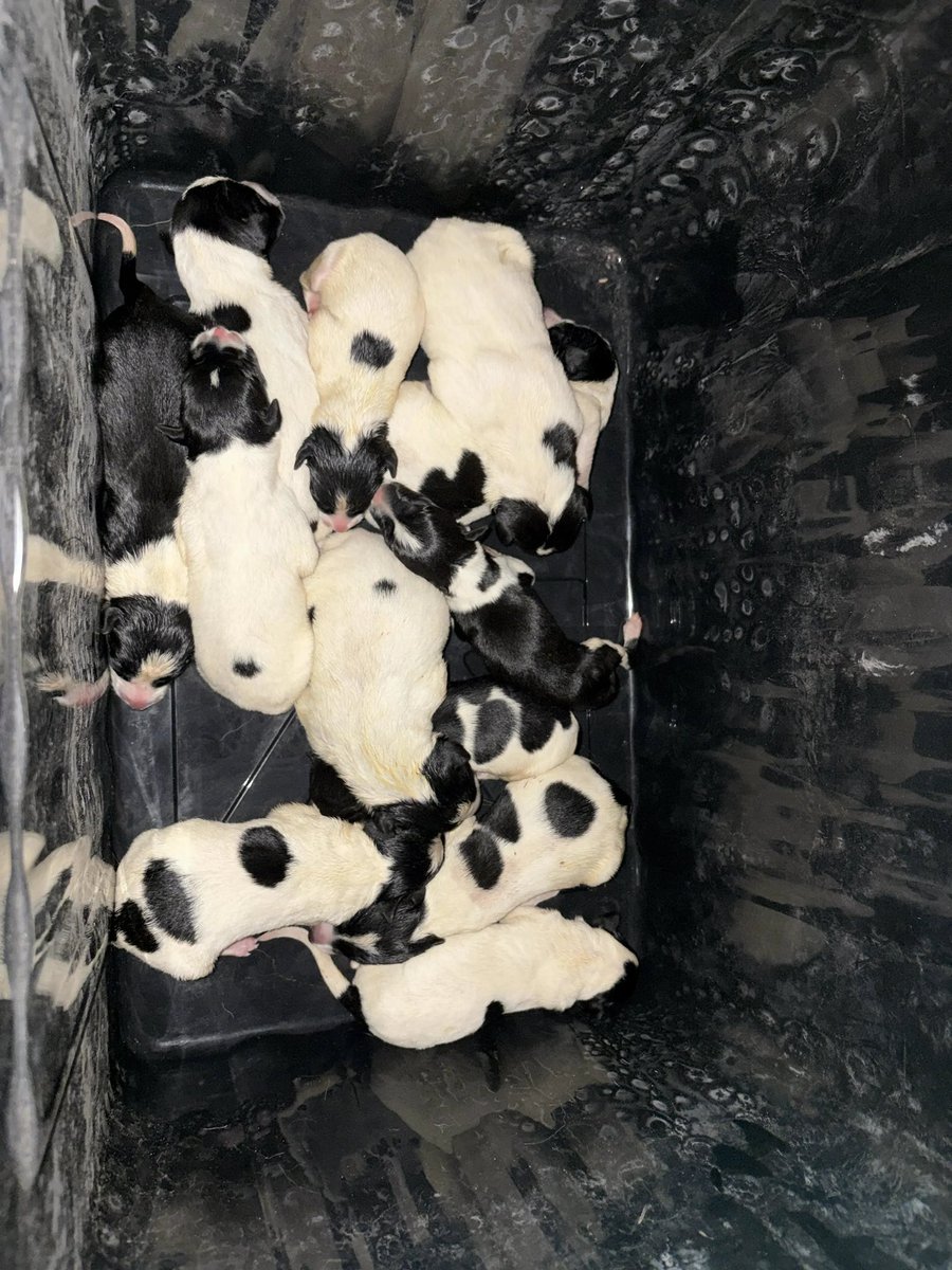 STARGroupRescue's tweet photo. 🚨 URGENT: TRASH BAG BABIES 🚨
PROJECT NEVER DISCARDED 🐾

11-One to two day-old puppies were found inside a bag in the trash, some still with their umbilical cords attached. They were thrown away like they didn��t matter. They matter to us.

We urgently need experienced bottle feeders NOW to help keep these babies alive. Call or text me 214 677 6445. 

STAR will provide supplies and vetting.

These babies survived being thrown away. Now we need a village to help them survive what comes next. ❤️