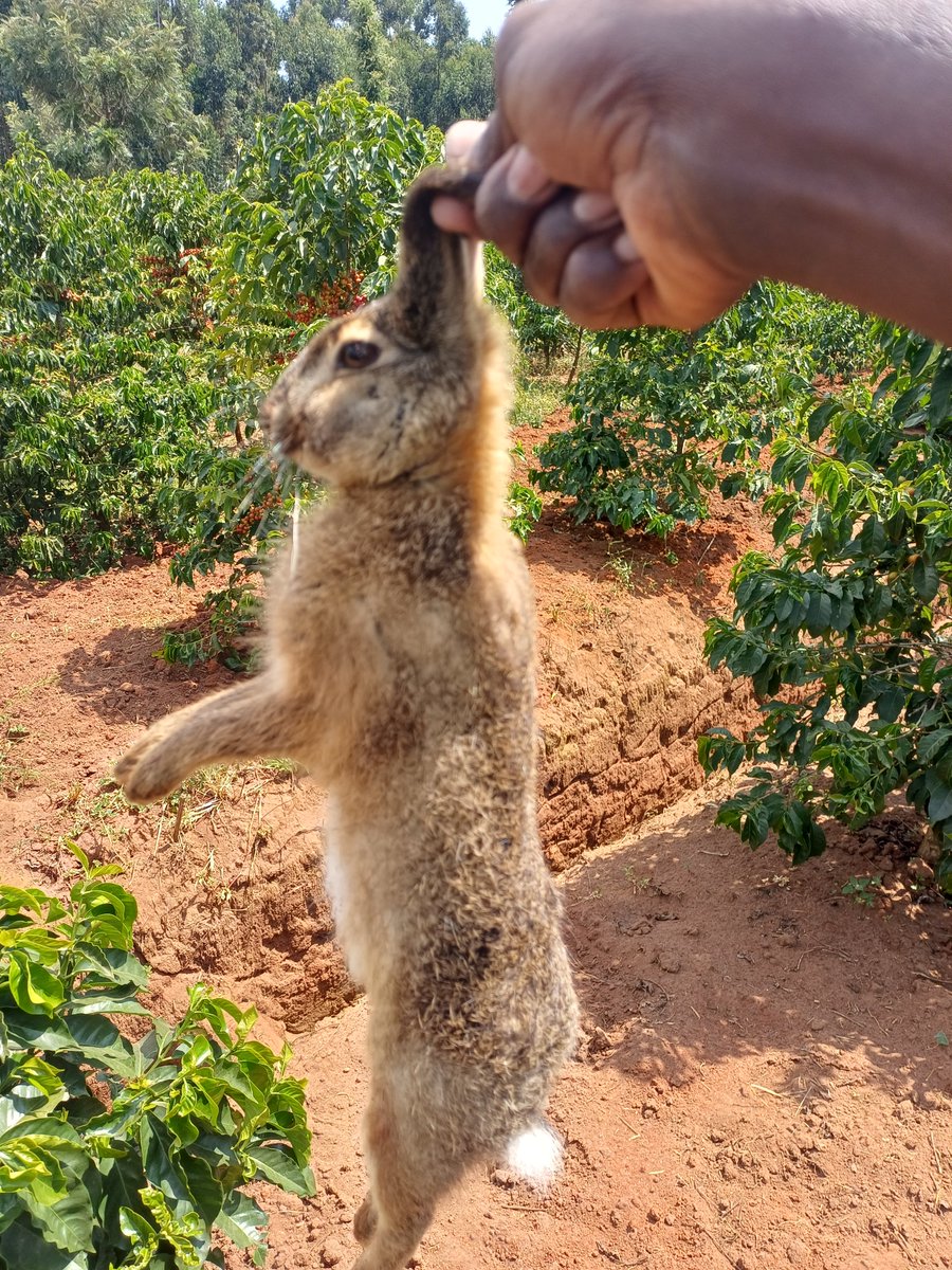 _Itskipsang's tweet photo. Huyu mnyama tumetafutana kwa muda sana. https://t.co/XY90rjL1CV