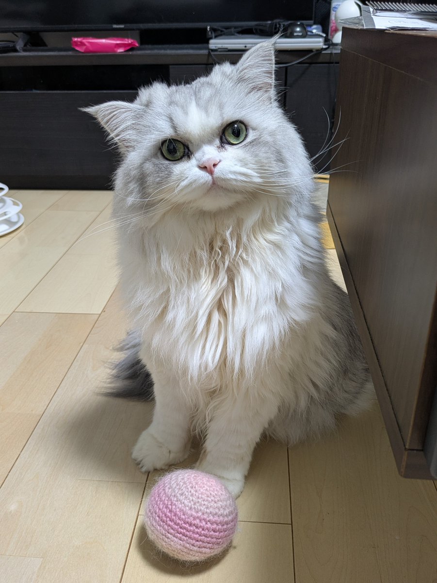gorosankiroku's tweet photo. @neko_magazine ごろうです！
4歳なりたてほやほや https://t.co/1L3lg1WHuL