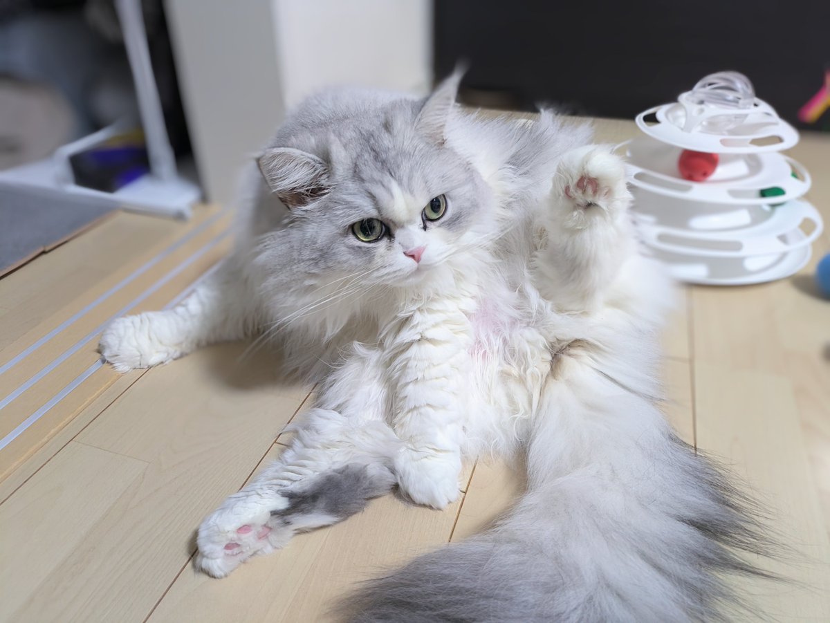 gorosankiroku's tweet photo. @neko_magazine ごろうです！
4歳なりたてほやほや https://t.co/1L3lg1WHuL