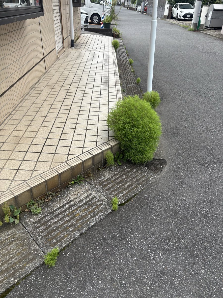 Funabashi_ankyo's tweet photo. 道端に　青々と繁る　野良コキア https://t.co/LVYtftR8aL