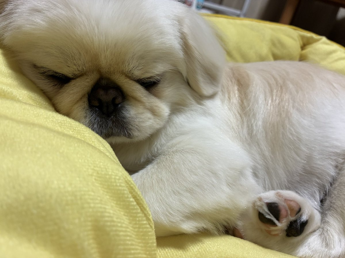 mogupepe_'s tweet photo. あんよひとつ見せてあげます、サービスですよ https://t.co/CJXxYt4Yeo