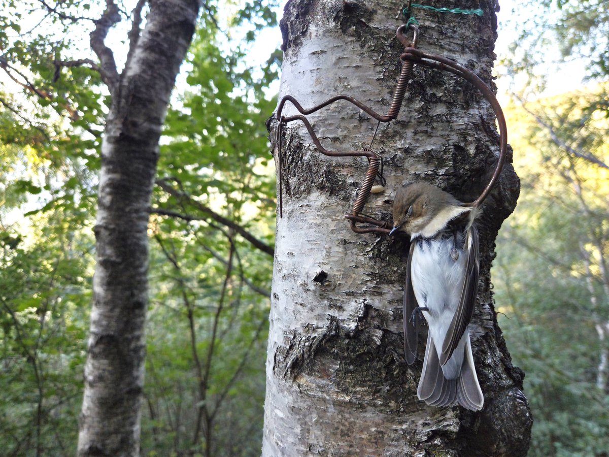 CABS_REPORTS's tweet photo. 🚨 HUGE BIRD TRAPPING SITE SHUT DOWN IN ITALY 

CABS team shut down the largest trapping site ever found targeting Pied flycatchers in the Alps nr Lake Garda!

Together with local police, we caught the poacher red-handed &amp; seized 178 snap traps &amp; 3 electronic decoys. 1/3 https://t.co/syWmFC7gKm