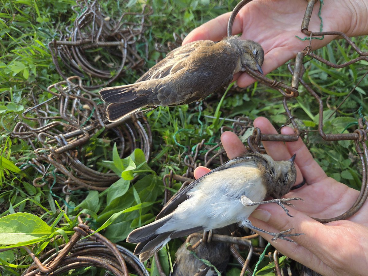 CABS_REPORTS's tweet photo. 🚨 HUGE BIRD TRAPPING SITE SHUT DOWN IN ITALY 

CABS team shut down the largest trapping site ever found targeting Pied flycatchers in the Alps nr Lake Garda!

Together with local police, we caught the poacher red-handed &amp; seized 178 snap traps &amp; 3 electronic decoys. 1/3 https://t.co/syWmFC7gKm