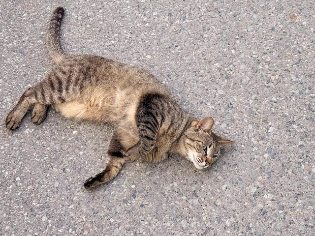 ネコの時間 sur X : « 「猫は9回死ぬ」「猫に九生あり」。英語圏では a