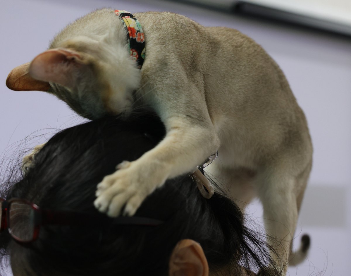 catterynekomo's tweet photo. 今日子猫の写真を撮っていたらですね、不意にウィンちゃんが頭に飛び付いてきまして。
ガシッと掴んでクンクン嗅ぎ回られました😂
シンガプーラは愛情表現が濃いんです😚

#シンガプーラ #singapura
#cat #匂いフェチ
#シンガプーラはいいぞ
#キャッテリーねこも 
#猫舎の日常 https://t.co/gAtwLPoRZ2