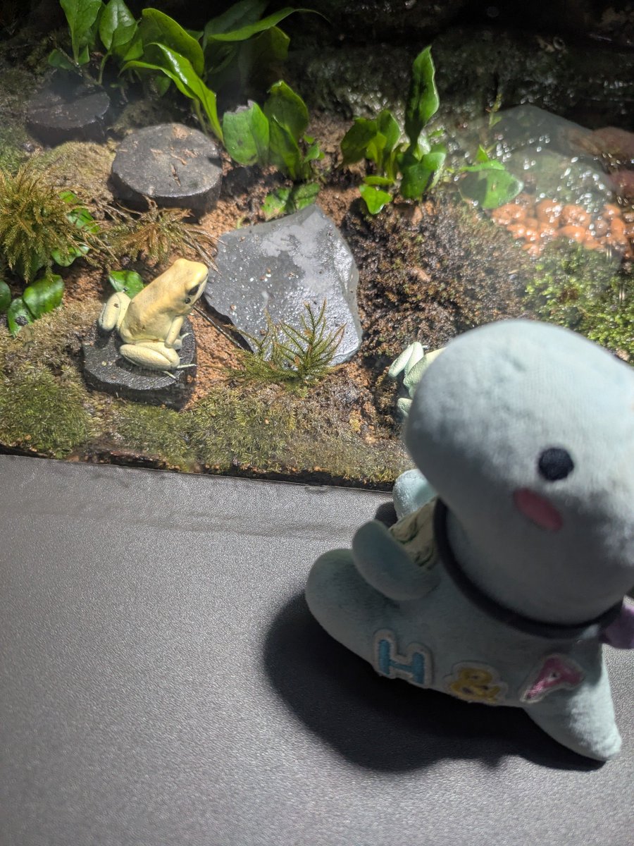 ash_22067's tweet photo. お魚たくさんいた🐟🐟 https://t.co/0RiQKlAnxt