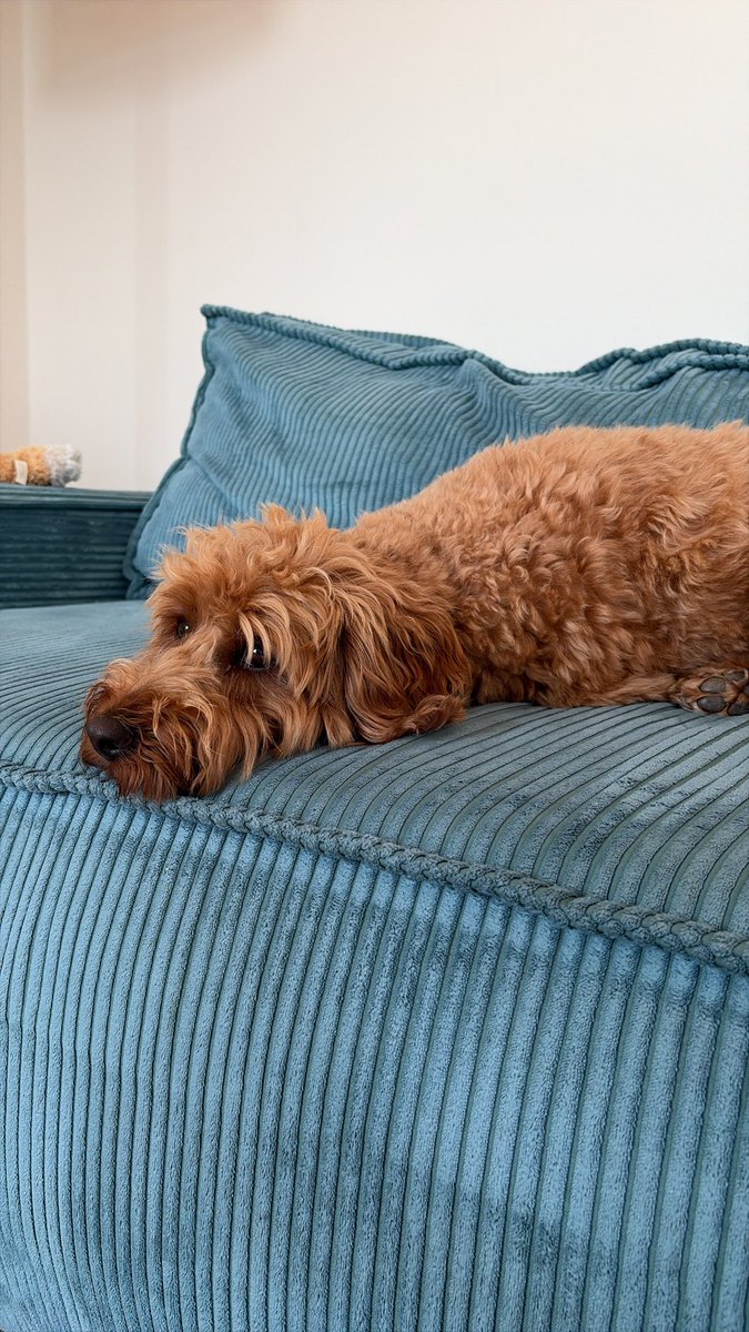 transvalentinaa's tweet photo. My dog😊 https://t.co/s3oF9UsXTB