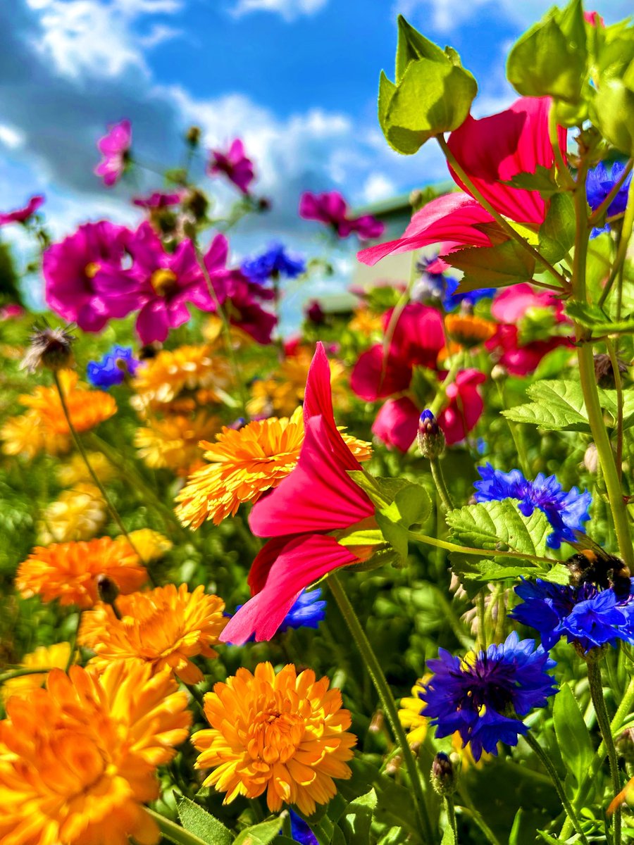 LStewart_books's tweet photo. Colours of a summer meadow
#fridayfeeling #FlowersOnX https://t.co/pWPg3JXQE0