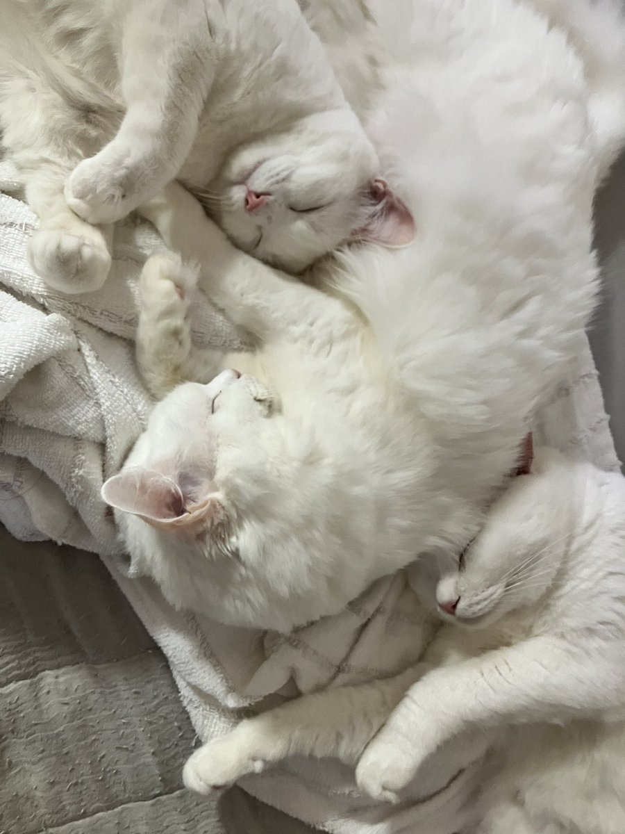 5xue5's tweet photo. 真っ白だな。
一応野良猫のはずなのに https://t.co/YfPRWBBwrk