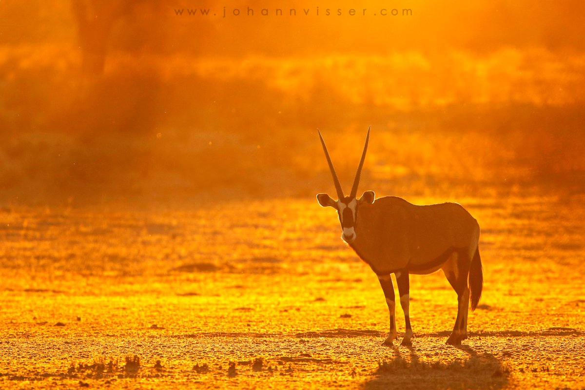 AlberthaStc6fc's tweet photo. As a new day dawns, daylight restores ease to the Kalahari as early morning sunlight caresses the earth. https://t.co/KSuwpWyaAS