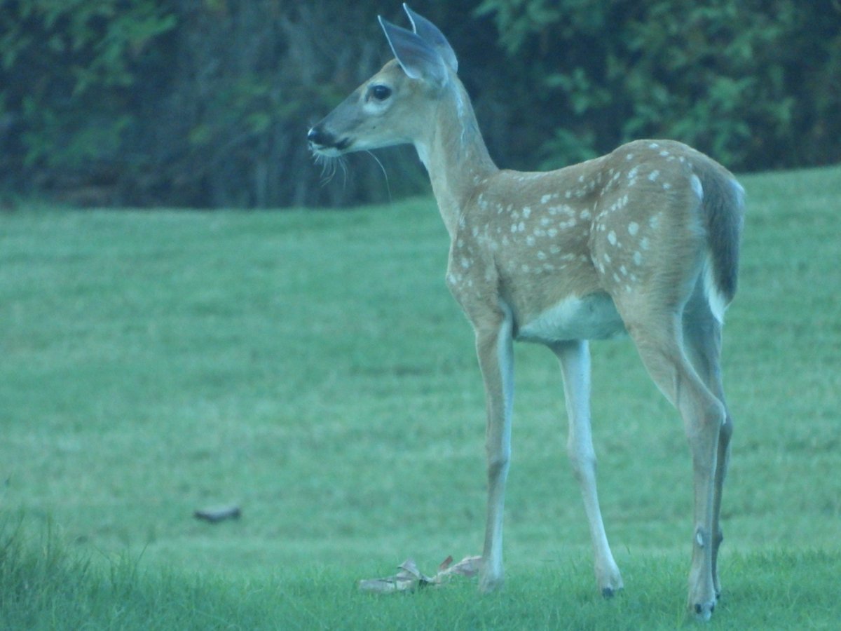 SouthernOrbs's tweet photo. Recent Southern photos. No Orbs. 

#p1000 #bambi #magnolia #bird #muscadines #photography https://t.co/EYpFYx7UJj
