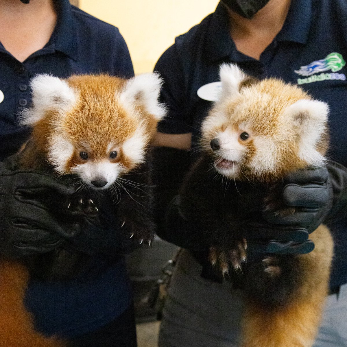 buffalozoo's tweet photo. Wake up, new red panda cub photos just dropped! 🥹

The Buffalo Zoo's two cubs, born back on June 10, had their first physical exam this week, allowing our veterinary staff and animal keepers an up-close look at the pair for the first time! https://t.co/H6K4EfMRpI