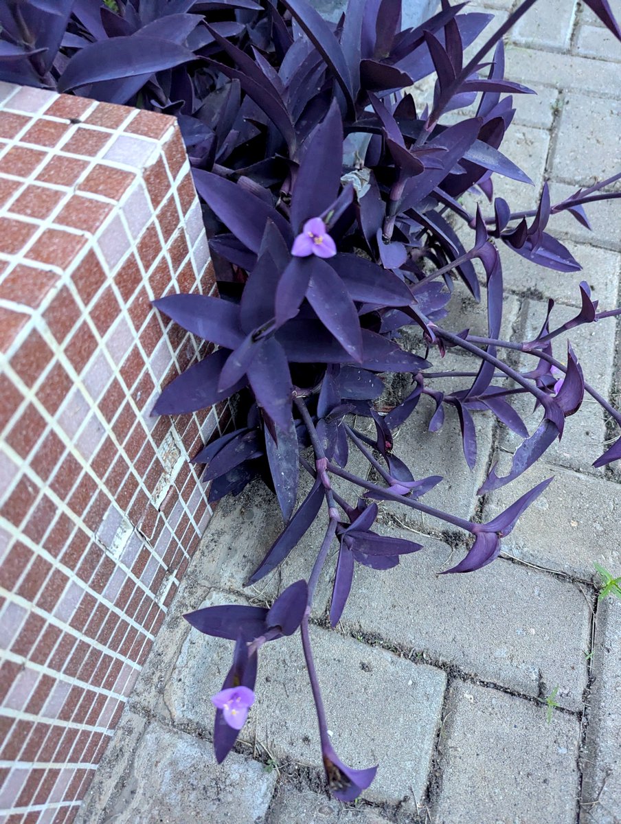 idayatjinadu_'s tweet photo. This morning inside university of Ibadan, at 6:42 am, I saw Purple Heart. 

Fun fact: I mentioned time because this flower only opens in the morning. By noon, it dissolves into gel and closes up forever. The next morning, a brand new flower buds again. Isn't that fascinating? 🥹

Fun-er fact: It opens early as an evolutionary survival strategy to outcompete nearby flowers and lock in the morning shift of pollinators, specifically attracting bees that are looking for fresh early-morning nectar to drink before the sun brings heat.

Fun-est fact: and I saw a bee pollinating it this morning 🥹🥹😭. I still can't believe it. I tried to take a clear picture too but it was buzzing. See the third image 🥹