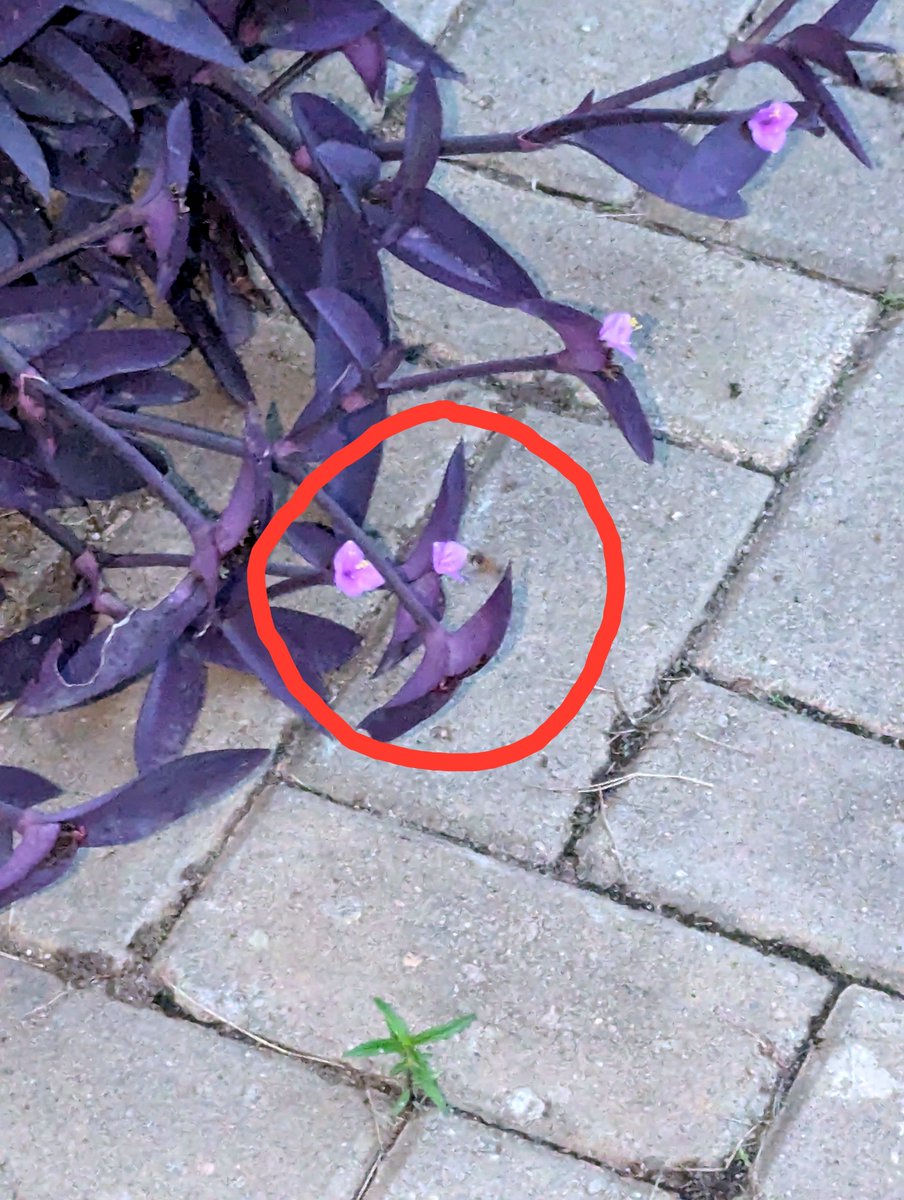 idayatjinadu_'s tweet photo. This morning inside university of Ibadan, at 6:42 am, I saw Purple Heart. 

Fun fact: I mentioned time because this flower only opens in the morning. By noon, it dissolves into gel and closes up forever. The next morning, a brand new flower buds again. Isn't that fascinating? 🥹

Fun-er fact: It opens early as an evolutionary survival strategy to outcompete nearby flowers and lock in the morning shift of pollinators, specifically attracting bees that are looking for fresh early-morning nectar to drink before the sun brings heat.

Fun-est fact: and I saw a bee pollinating it this morning 🥹🥹😭. I still can't believe it. I tried to take a clear picture too but it was buzzing. See the third image 🥹