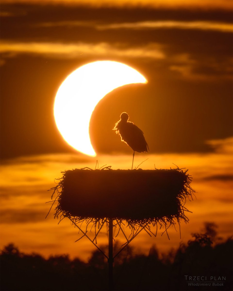 apod's tweet photo. How do animals react to a total solar eclipse? 

The featured image shows a stork roosting on her nest in Poland at a partial phase of the recent total solar eclipse. If you are lucky enough to experience a total eclipse somewhere quiet and close to nature, you may be able to notice unusual daytime animal behaviors. During totality, you may hear nighttime sounds like crickets and frogs and see fireflies. In the dark, most birds are quiet. Thinking that it is time to go to bed, ducks and other waterfowl prepare to sleep on one leg, with their heads turned around and their beaks tucked into their back feathers (they don't really sleep with their heads tucked under one wing). When sunlight returns at the end of totality, songbirds greet the new "morning" with their dawn songs. The crickets and frogs go quiet again. Animals and people resume their lives, only briefly disturbed by the chance alignment of our Sun and Moon.

Image Credit & Copyright: Włodzimierz Bubak 
Text: Cecilia Chirenti (NASA GSFC, UMCP, CRESST II)