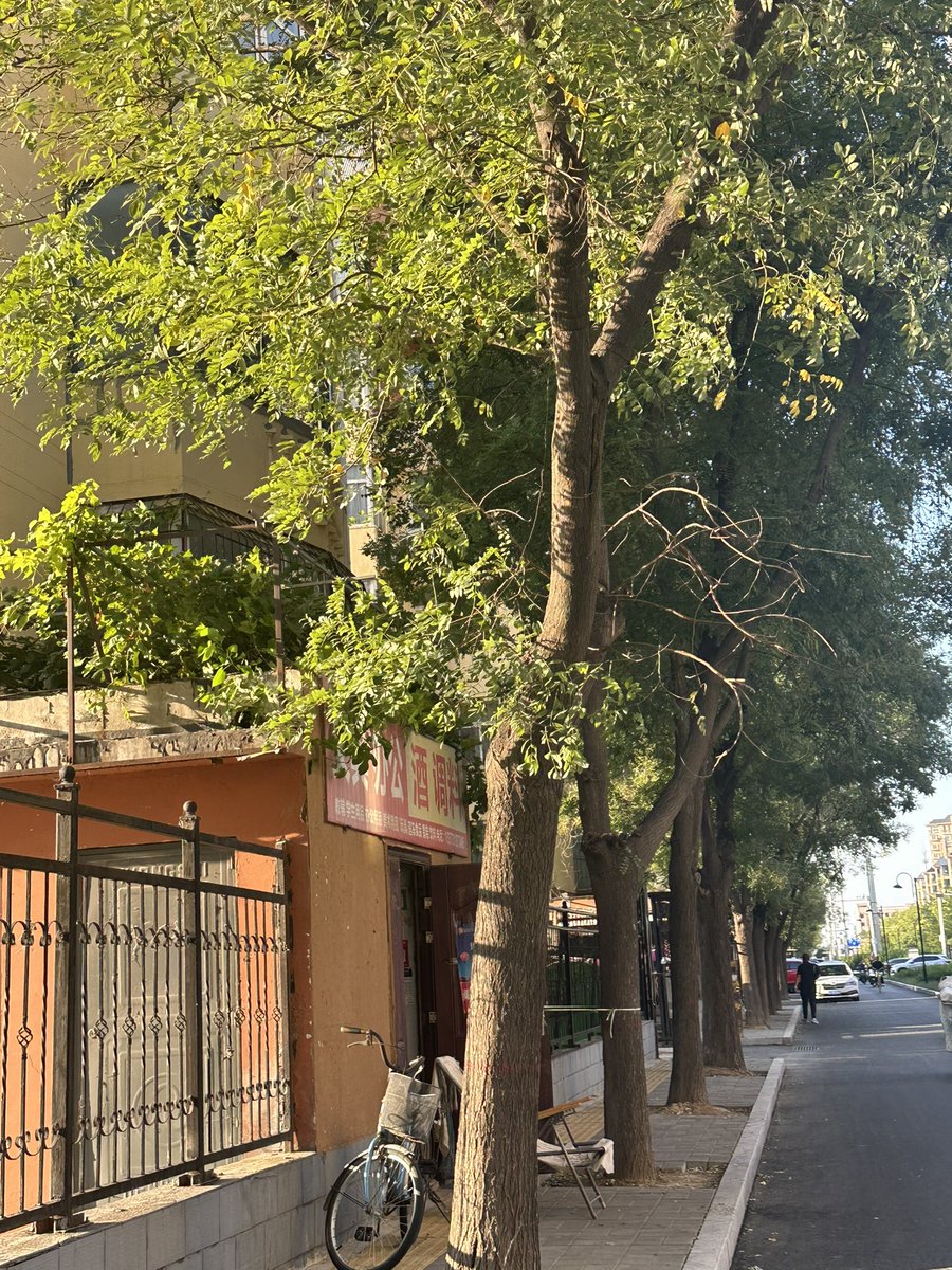 BDMN755580's tweet photo. 维明街的晚夏 https://t.co/Nn2CVNUj0N