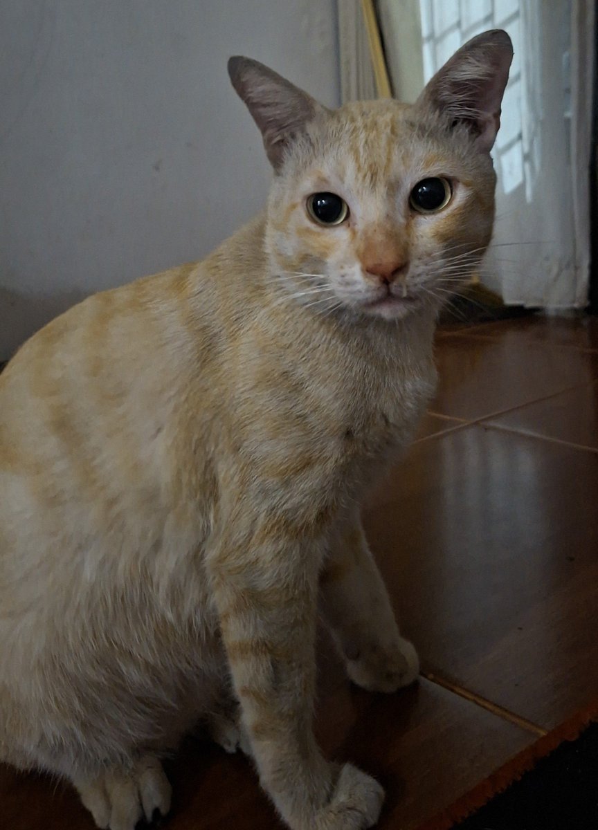 meowngg__'s tweet photo. Milkii https://t.co/M2Fya8Et9z
