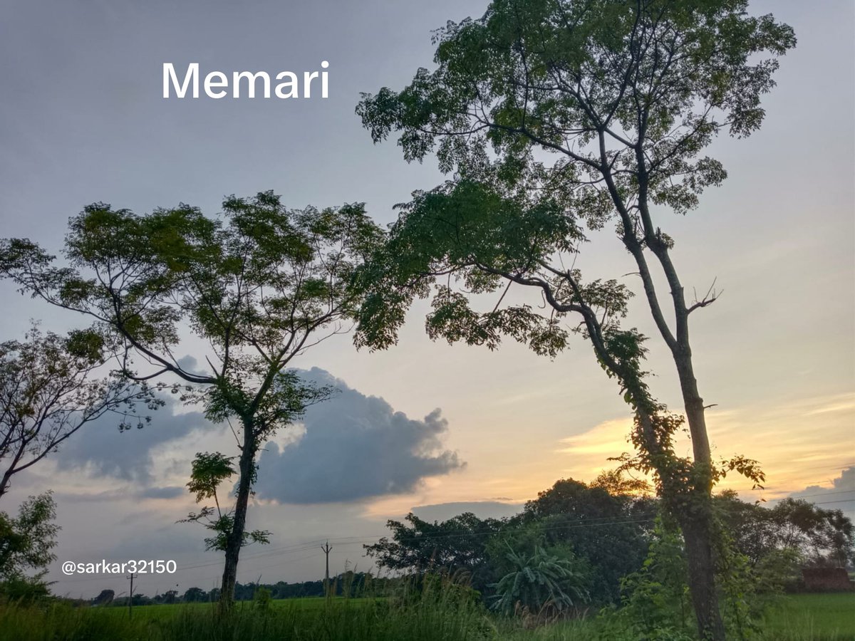 sarkar32150's tweet photo. A gateway to the golden hour 🌿
Two trees, one sunset, endless peace.
#GlobalNature #SunsetPhotography #GoldenHour #NatureWorld #TreeLovers #MagicalSunset #IncredibleIndia #ExploreBengal #NatureGram #SunsetPorn #RuralLife https://t.co/L1eyy1uiEo