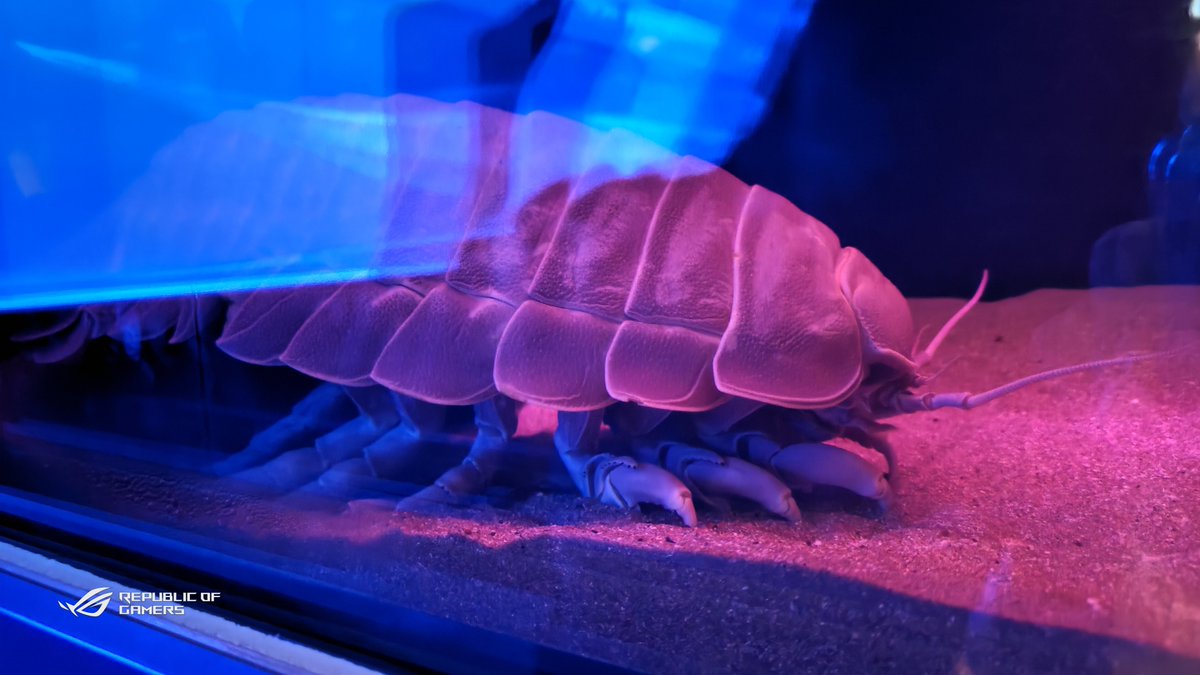 Cure_SOL's tweet photo. 何年ぶりかに名古屋港水族館に行ってきた！
久々すぎてめちゃんこ楽しめた…！:onpu_runrun:
#こぐまるる https://t.co/syLGR8zG08