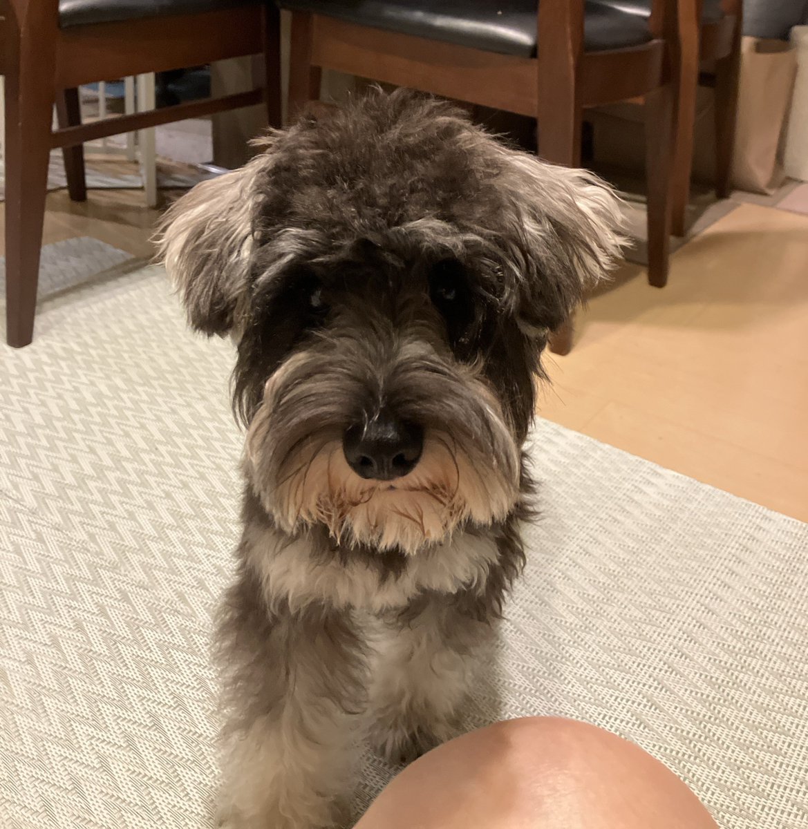 aegipepe's tweet photo. 닭가슴살 주세여. https://t.co/EvZAXDwITV
