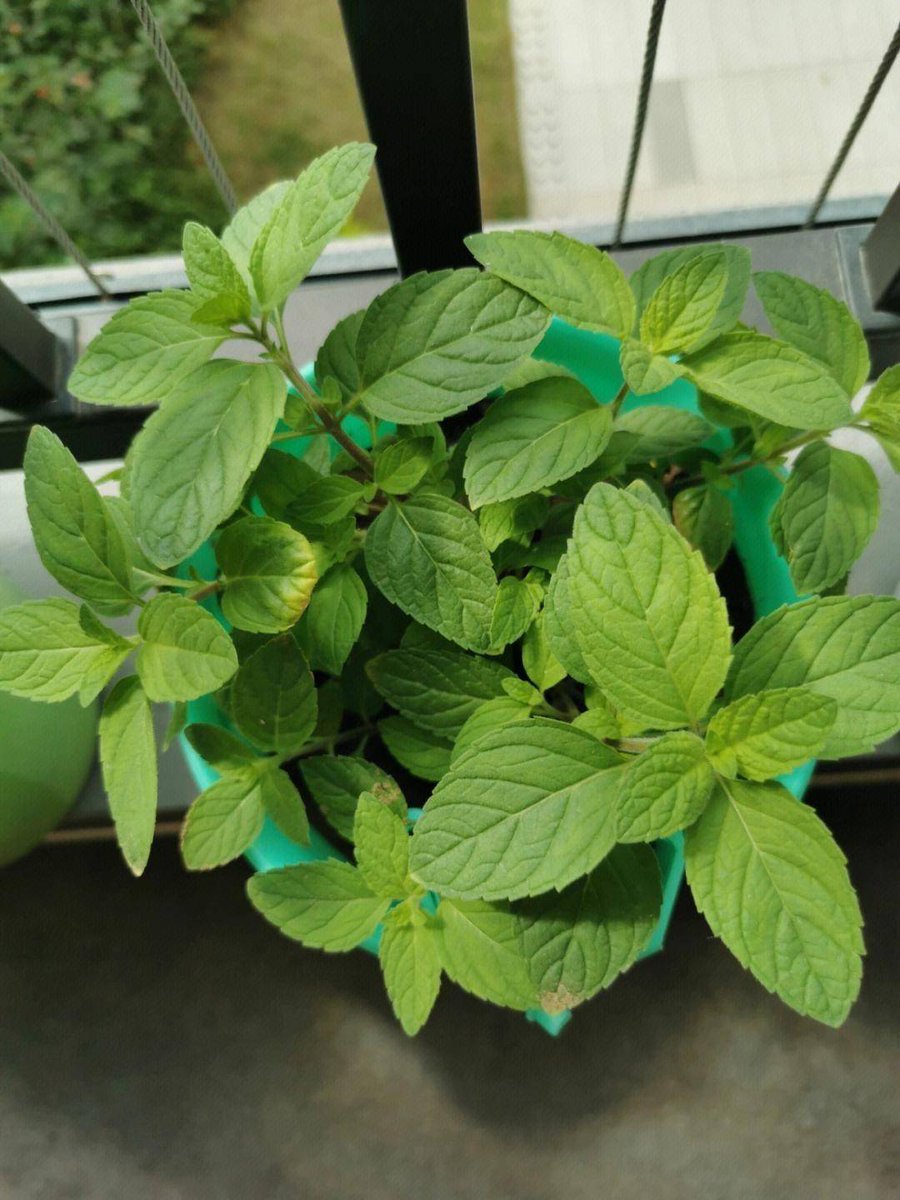 cottn493889's tweet photo. Just upcycled an old glass jar into a cute indoor herb planter! No fancy tools needed—so satisfying and perfect for small spaces  #DIYCrafts https://t.co/DB8tP84y7u