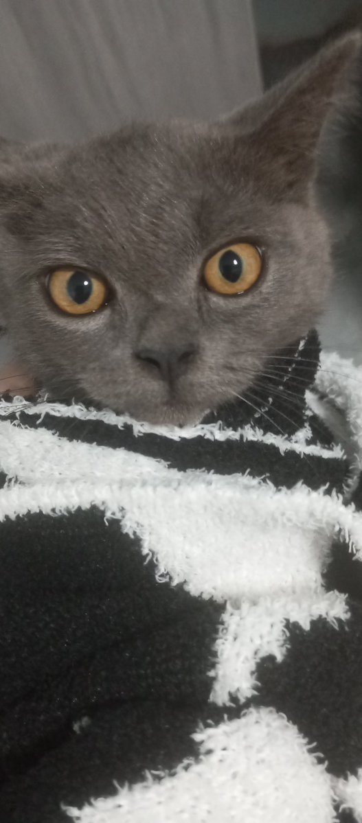yin36562's tweet photo. 猫猫猫猫！ ！ ！ https://t.co/9FPFHJVWb9