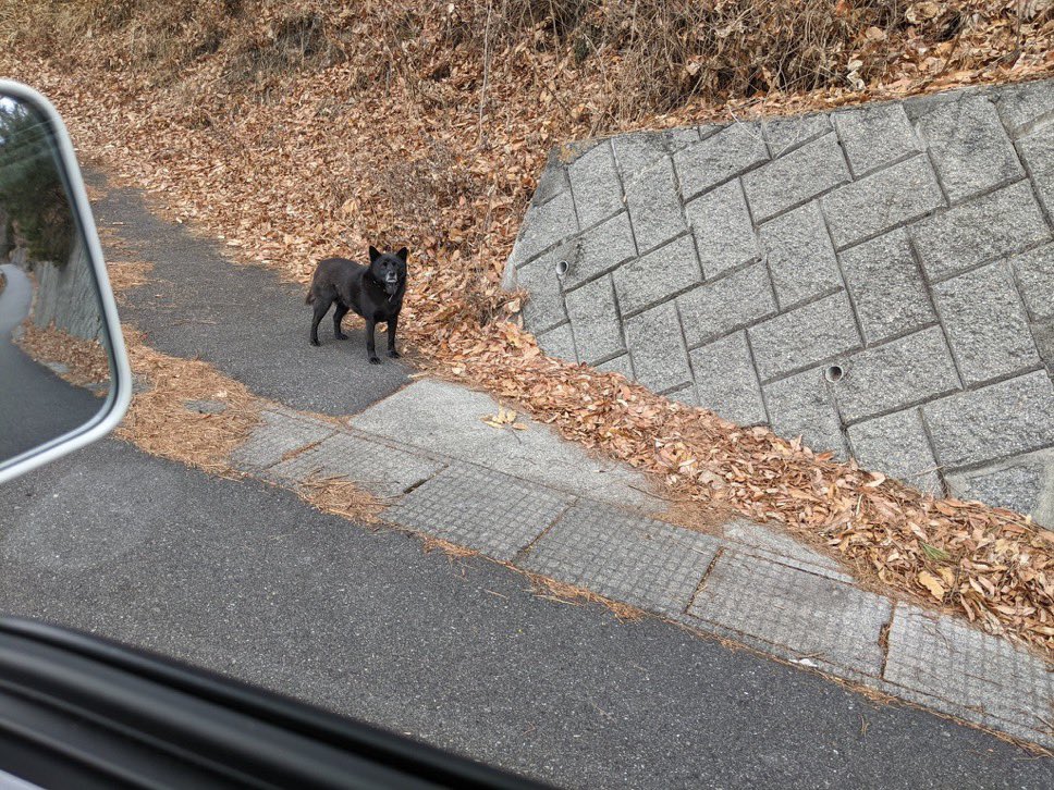 munevveralks's tweet photo. いつもノーリードでジジイを散歩させてる犬がいた。
今日はジジイ連れてなかったけどどうした？ https://t.co/uPXeH4wcDF