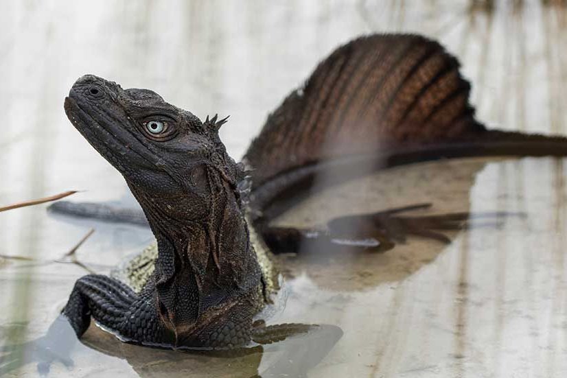 natural77384672's tweet photo. sailfin lizard https://t.co/R6NmlDzR6o