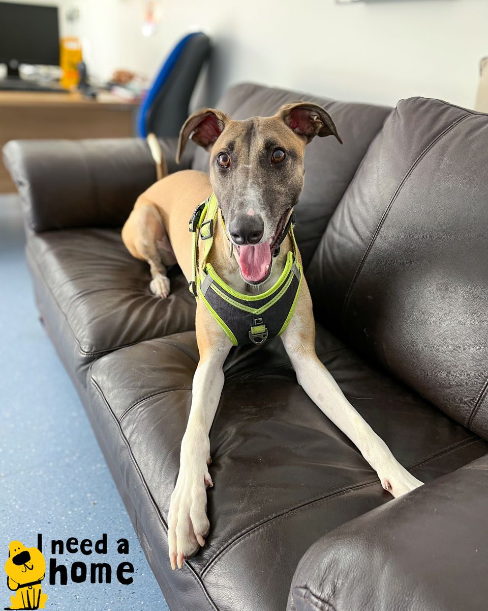 DT_Darlington's tweet photo. The best distraction in the office with us today! 🧡

Fancy seeing this smiley face everyday? Make sure to check him out on our website  👇👇
https://t.co/4SlWtEWuyJ

@DogsTrust   #AdoptDontShop #Lurcher #LurcherLove https://t.co/zLPJitcxP0