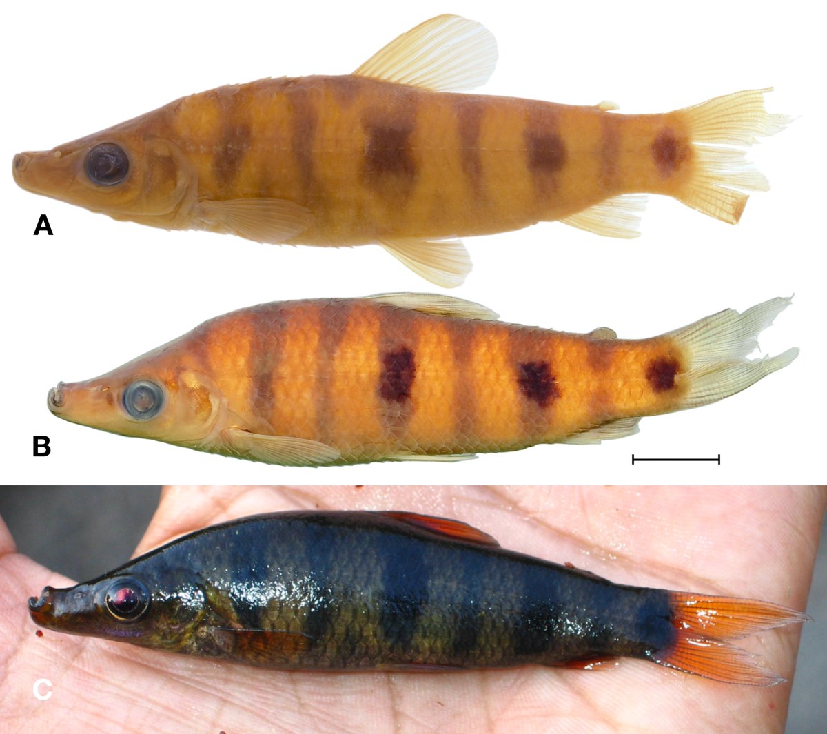IchsAndHerps's tweet photo. New Species of Petulanos (Characiformes, Anostomidae) from the Rio Araguari, Amapá State, Brazil

by José L. O. Birindelli, Flávio C. T. Lima, and Cecile S. Gama

DOI link: https://t.co/xLpJN4JoSc
50-day free access link: https://t.co/8HySvzOxZj https://t.co/vJnFWC7cTo