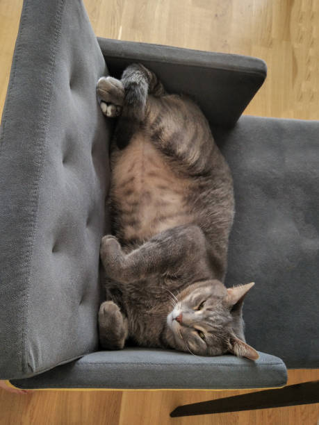 altizerqvlw's tweet photo. 猫が木の陰で休憩🌳🐱 https://t.co/uxtumghzLw