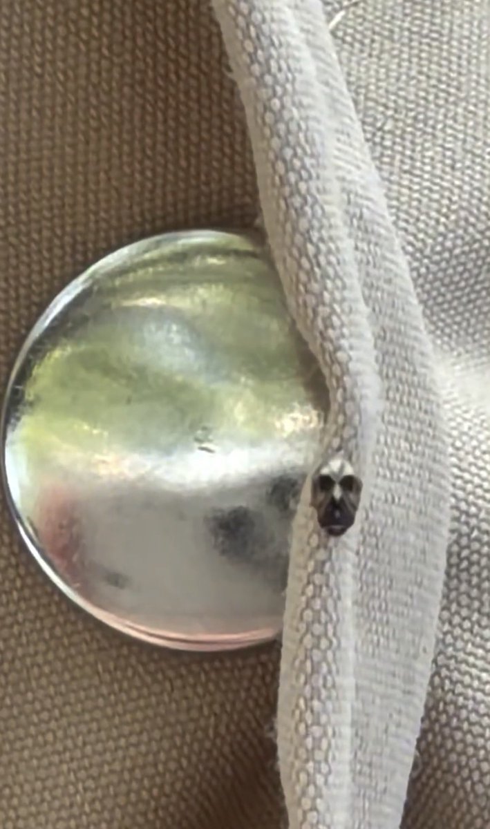 TheClipRoom1's tweet photo. I saw this fly sitting on someone’s jacket, and I genuinely need to know… what type of fly is this? Why does it look like it has a human skull on its back? 💀😳 https://t.co/gIcJfNIFrB