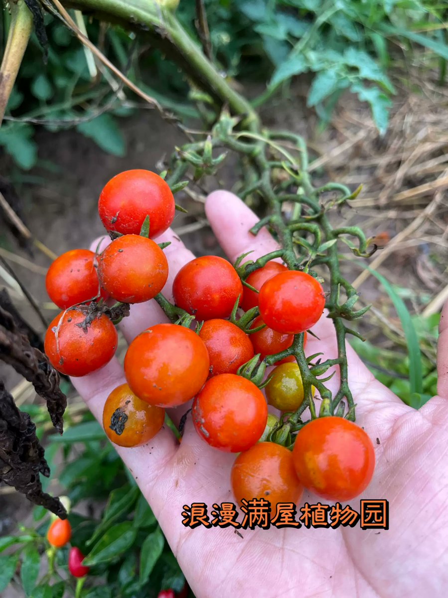 coolp884577's tweet photo. [Just tried the seasonal organic heirloom tomatoes—juicy, sun-ripened, and packed with bright sweet-tart flavor, perfect for summer salads! ]， https://t.co/Q2iSVZyrfh