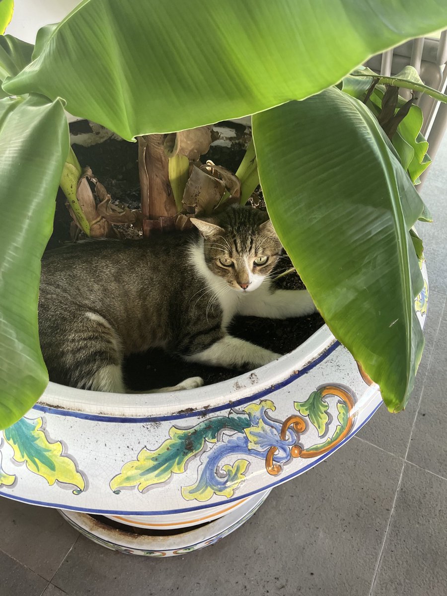 chunderclapped's tweet photo. What are you doing in the plant pot even! https://t.co/eLe0Mgg0tY