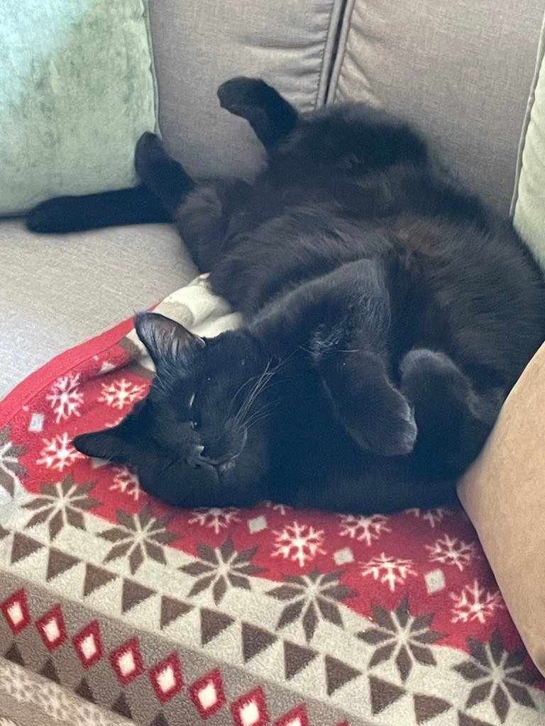 CEHoffman2's tweet photo. I relaunched my #podcast @ScribSpillPod!!! Give it a listen? 
https://t.co/EpDQb45IAQ
For now, here's a picture of my cat ❤️
#WritingCommmunity https://t.co/goS7bztdNm