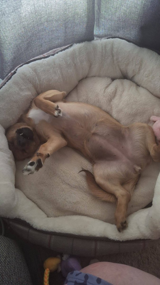 Pawprints2F's tweet photo. Essex-Foster

Things you should know about 1 year old Tinkerbelle ✨️
👀  She LOVES to watch you
🌪 Zoomies are a regular occurrence
🪲 she treats insects like her own personal buffet
🐕 Ideally needs a canine friend
👧 Can live with kids 10+

https://t.co/UKATK6Nz6w https://t.co/gBD4N88Tfk