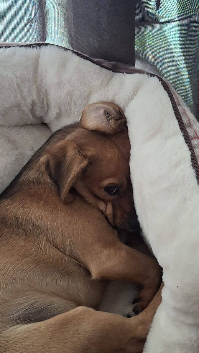 Pawprints2F's tweet photo. Essex-Foster

Things you should know about 1 year old Tinkerbelle ✨️
👀  She LOVES to watch you
🌪 Zoomies are a regular occurrence
🪲 she treats insects like her own personal buffet
🐕 Ideally needs a canine friend
👧 Can live with kids 10+

https://t.co/UKATK6Nz6w https://t.co/gBD4N88Tfk
