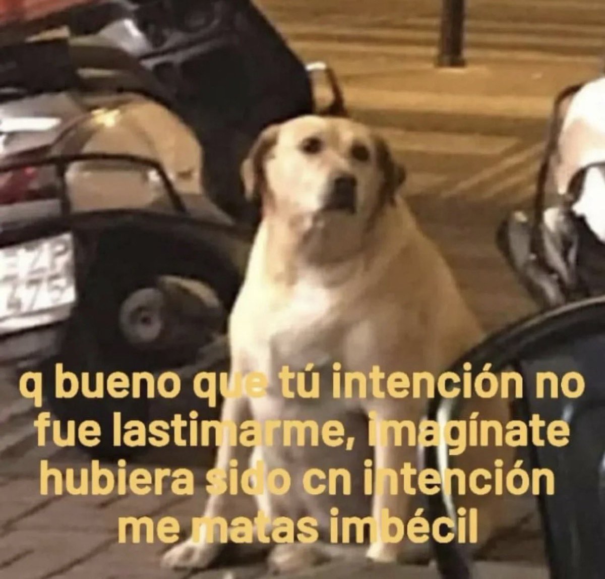 MundoDeBigotes's tweet photo. https://t.co/GM1nvRAFxI
