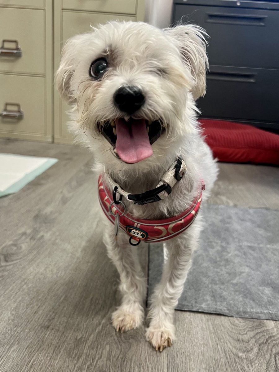 AnimalLeague's tweet photo. 💗 JOLEY IS STILL WAITING FOR HER SOFT PLACE TO LAND. 💗

We shared Joley’s story last week, and while she received a few inquiries, we’re still searching for the right fospice home for this incredibly special little girl. 🥹🐾

Meet Joley #PM8718, a 15-pound Poodle mix with the gentlest soul. Rescued from a commercial breeding facility, Joley has endured more than her fair share - including lymphoma, heartworm disease, and a severe eye infection that required the removal of her left eye.

And yet, she remains incredibly sweet. ❤️ She may be fearful at first, but she’s learning that people can be kind, and she takes her medications like an absolute champ.

Now, Joley needs someone who will give to her: a quiet home, a cozy bed, a loving hand, and the patience to let her feel safe.

🏡 Joley is looking for a fospice family who can provide:
🐾 A calm, loving environment
🐾 Medications every 8 hours and ongoing medical care (covered through our Foster Care program at our Pet Health Centers in Port Washington, NY)
🐾 Veterinary rechecks every 2–3 weeks (also at our Pet Health Centers in Port Washington, NY)
🐾 Children 12+
🐾 A Meet & Greet with everyone in the household, including resident dogs

Joley may not have forever, but she deserves for whatever time she has left to be filled with comfort, dignity, and love. 💗

Could you be the person who gives Joley the soft place to land she’s been waiting for?

📩 If you think you may be the right fospice family for Joley, please email fostercare@animalleague.org.

#Fospice #FospiceDog #GetYourRescueOn #FosterCare