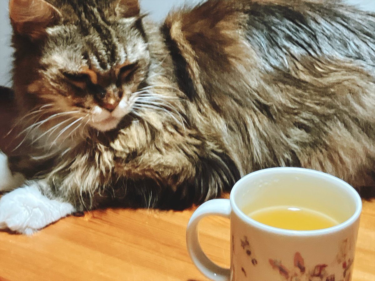 maynyan_game's tweet photo. 眠れないので深夜のカフェタイム https://t.co/Cy1BYdUqTS