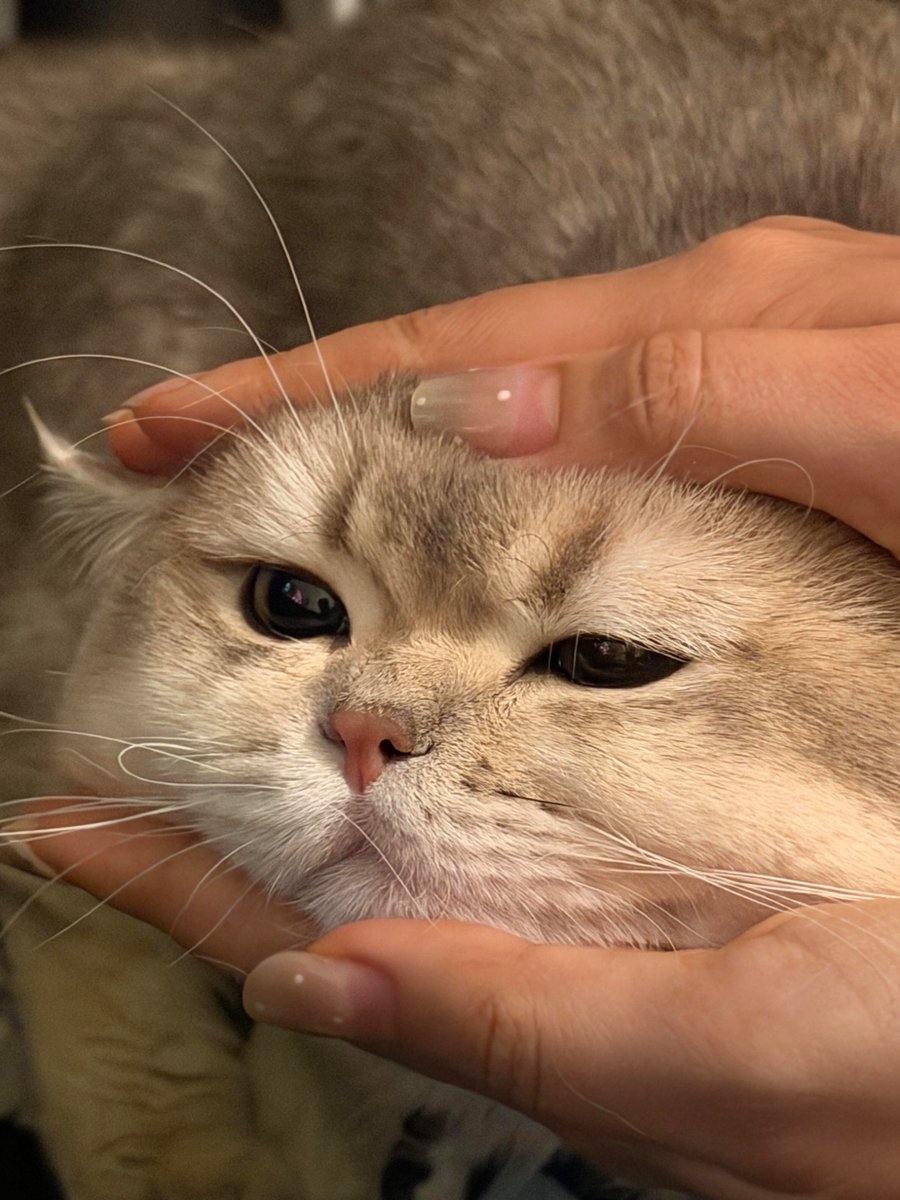 nocontextscats's tweet photo. https://t.co/it8i2DfcvO